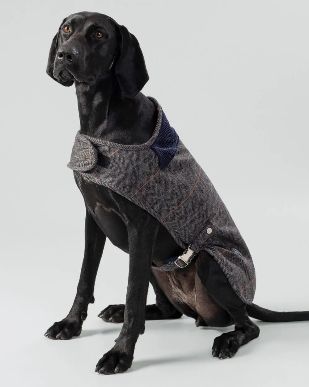 Grey Checked Herringbone Tweed Dog Jacket